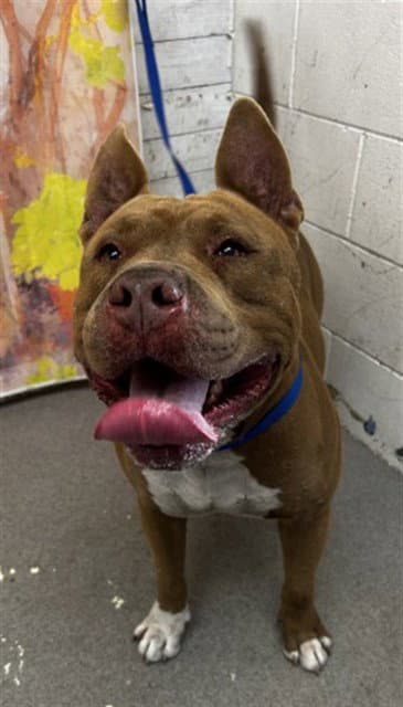 Kobe - Pit Bull Terrier