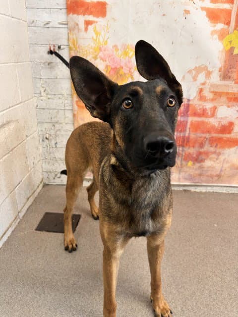 Luke - Belgian Shepherd Malinois