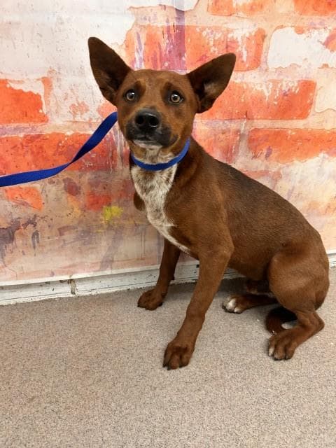 Jupiter - Australian Cattle Dog/Blue Heeler