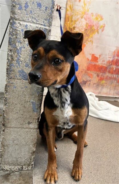 Moon - Australian Cattle Dog/Blue Heeler