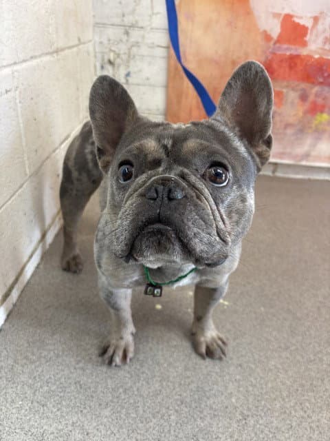 Zaza - French Bulldog