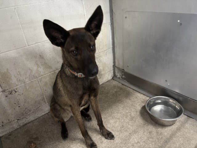 Koda - Belgian Shepherd Malinois