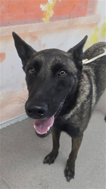 Reagan - Belgian Shepherd Malinois