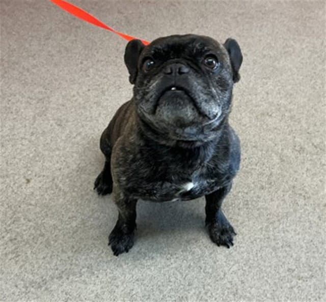 Milo - French Bulldog