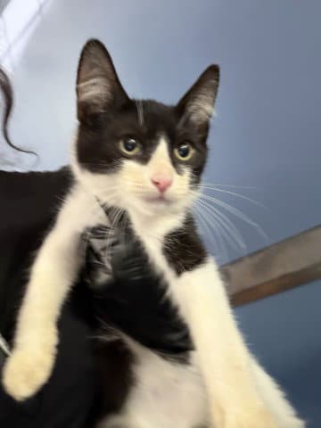 Thalia - Domestic Short Hair