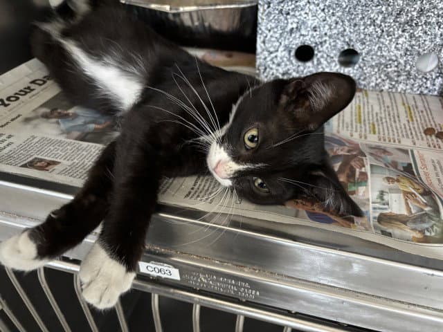 Thalia - Domestic Short Hair