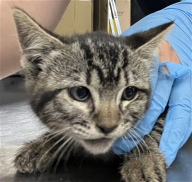 Adonis - Domestic Short Hair