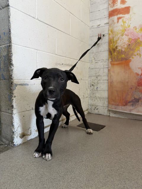 Astraea - Pit Bull Terrier
