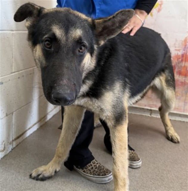 Nikolas - German Shepherd Dog