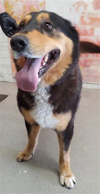 Cassandra - German Shepherd Dog