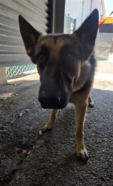 Georgios - German Shepherd Dog