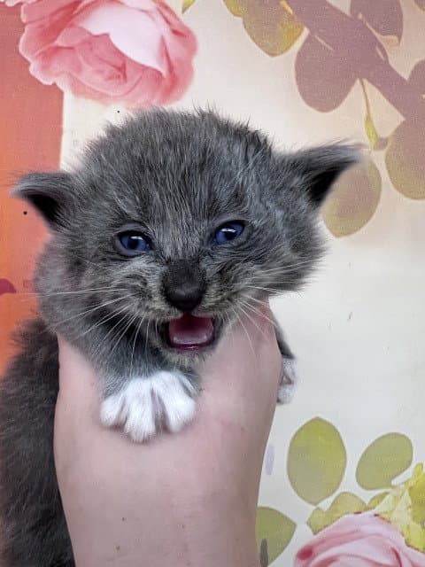 Jude - Domestic Medium Hair