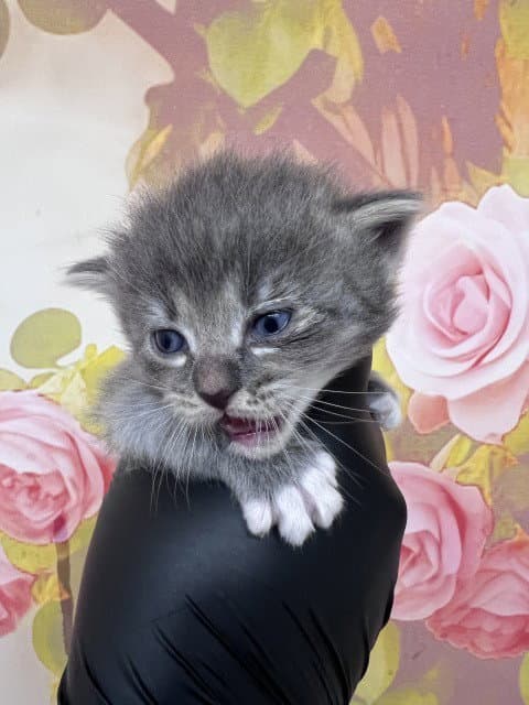 Alexia - Domestic Medium Hair
