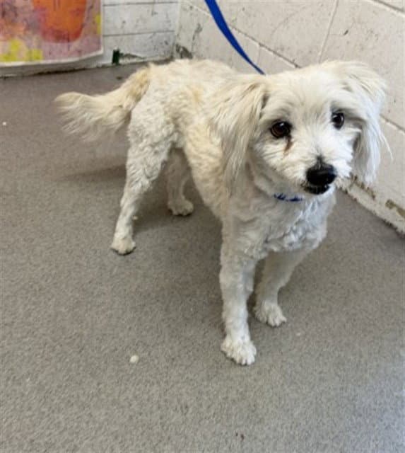 Philippa - Poodle (Miniature)