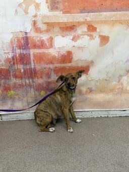 Cleo image 1