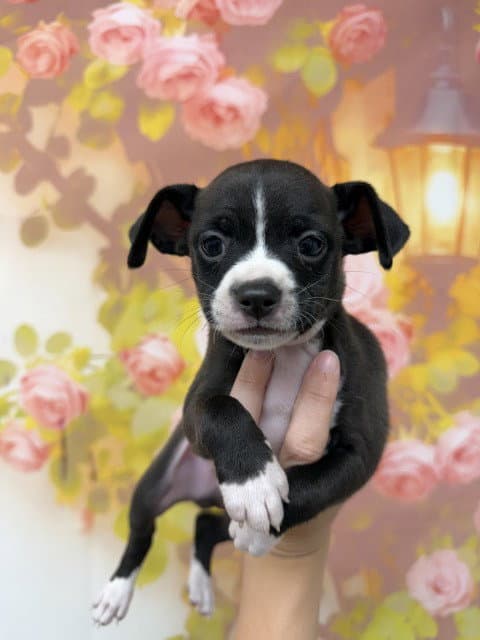 Artimis - Chihuahua