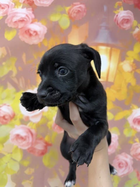 Atticus - Chihuahua