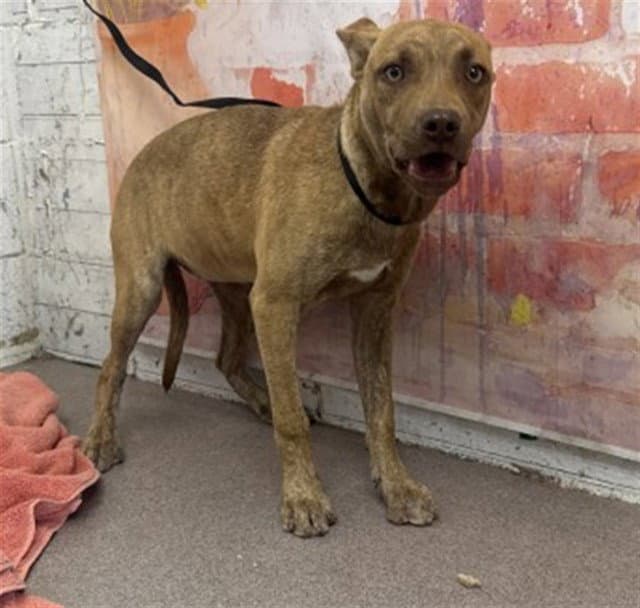 Francie - Pit Bull Terrier