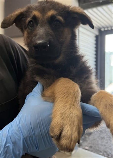 Georgia - German Shepherd Dog