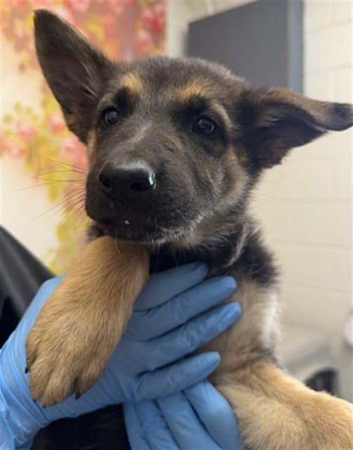 Thea - German Shepherd Dog