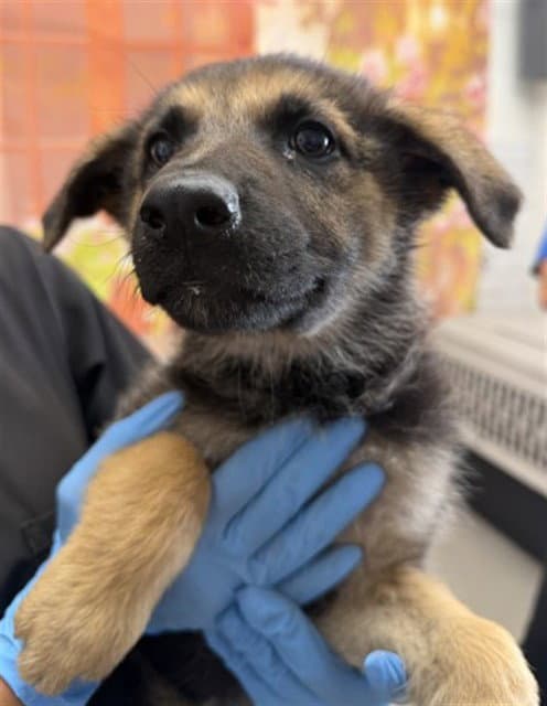 Irene - German Shepherd Dog