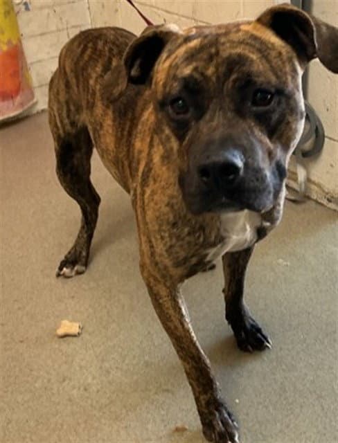 Julius - Pit Bull Terrier