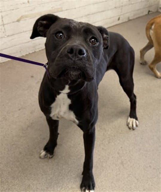 Gaia - Pit Bull Terrier