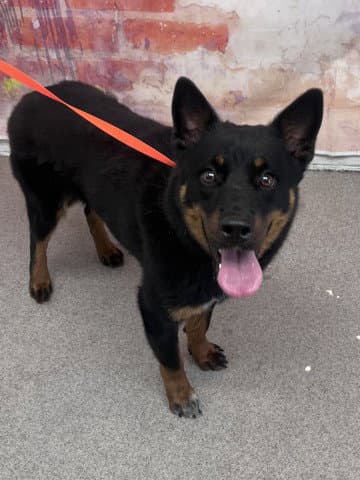 Eos - Shiba Inu