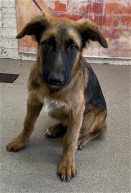 Daphne - German Shepherd Dog