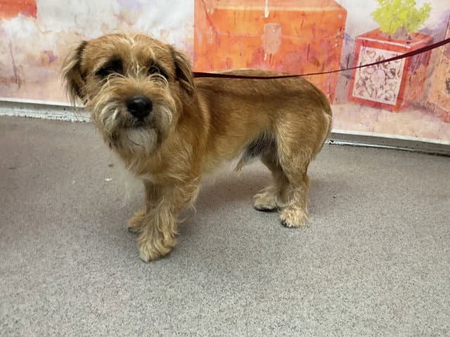 Troy - Terrier