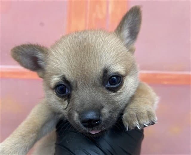 Althea - Chihuahua