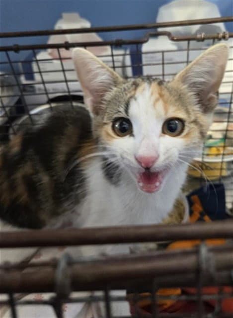 Isadora - Domestic Short Hair