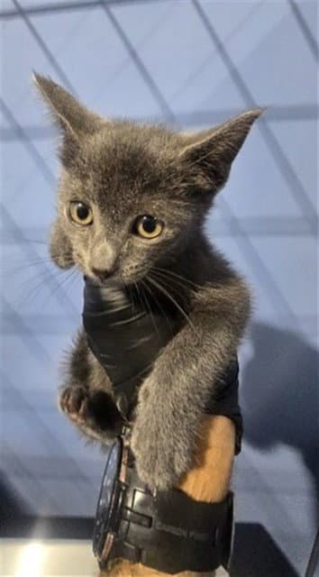 Demeter - Domestic Short Hair
