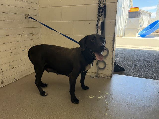 Rhea - Pit Bull Terrier