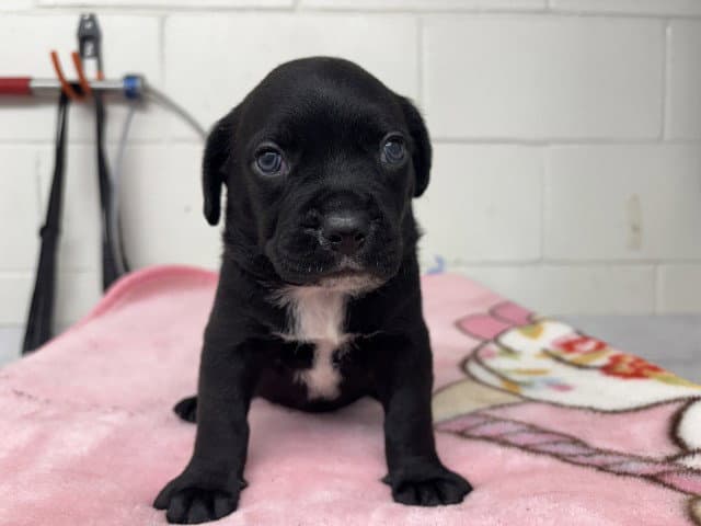 Sage - Pit Bull Terrier