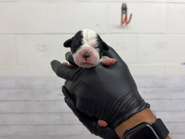 Sivile - Pit Bull Terrier