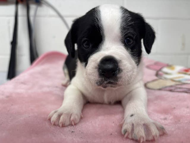 Sivile - Pit Bull Terrier