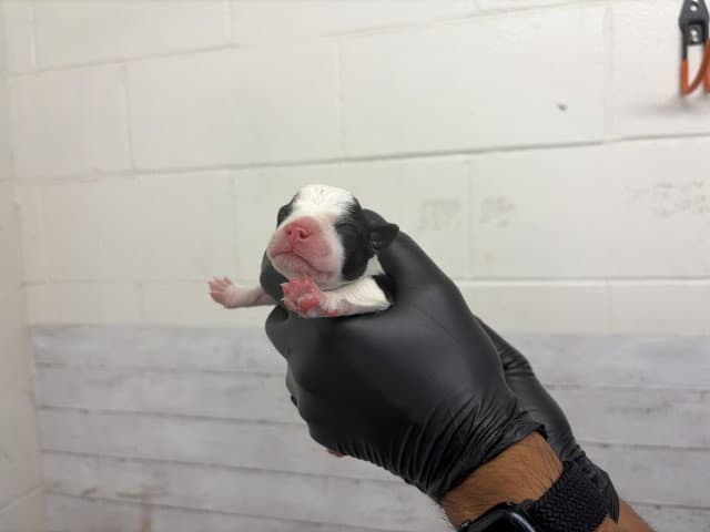 Dante - Pit Bull Terrier