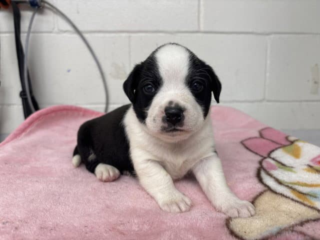 Dante - Pit Bull Terrier