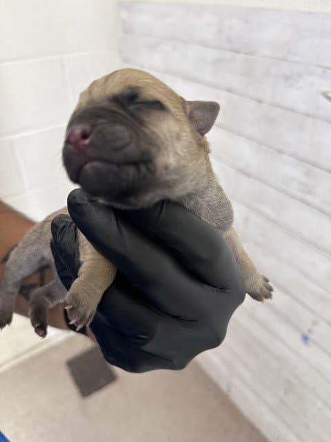 Dion - Pit Bull Terrier