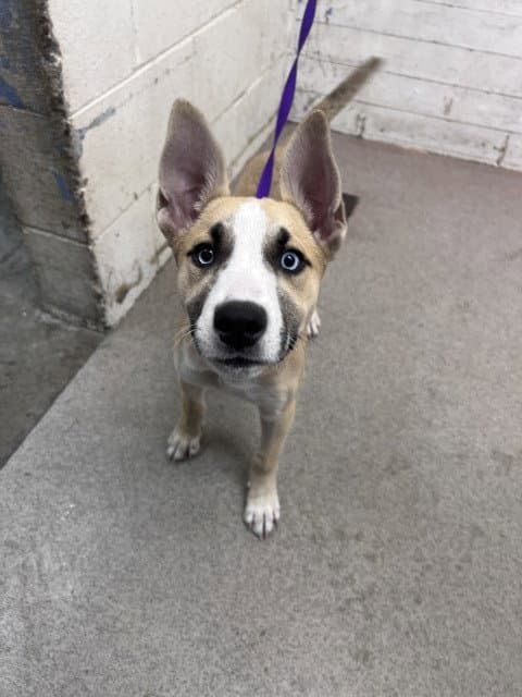 Aurora - Siberian Husky