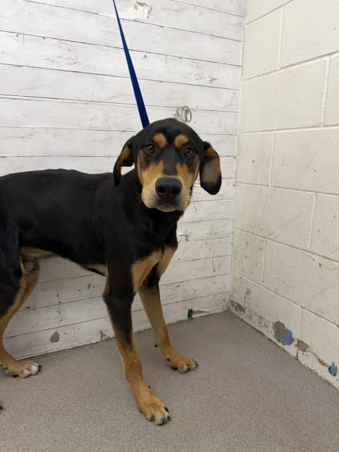 Perseus - Rottweiler