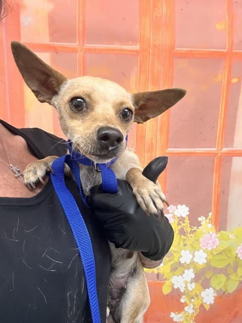 Cinna - Chihuahua