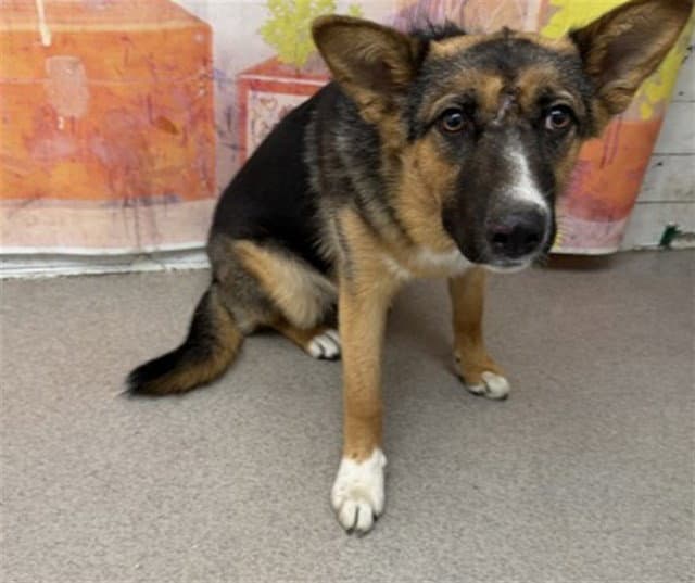 Fable - German Shepherd Dog