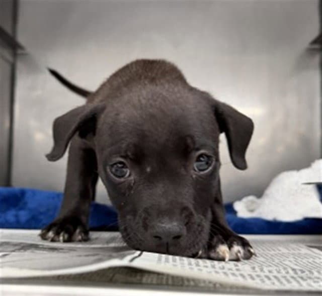 Kyle - Pit Bull Terrier