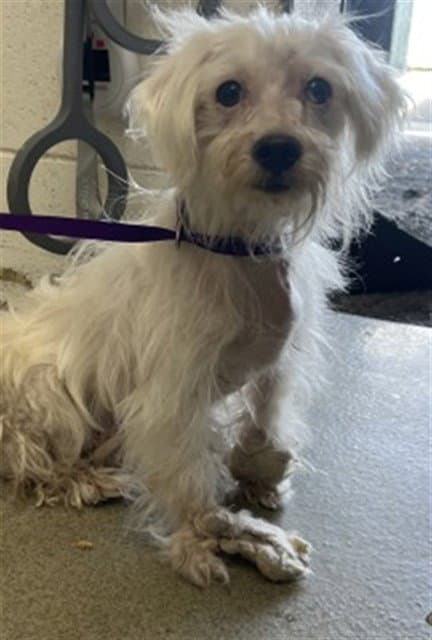Sadie - Maltese
