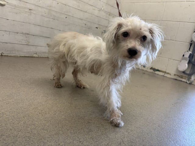 Sadie - Maltese