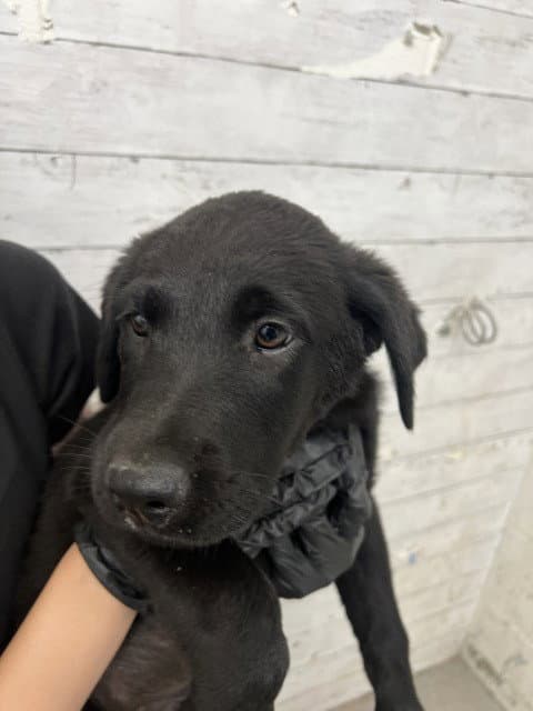 Saira - Labrador Retriever