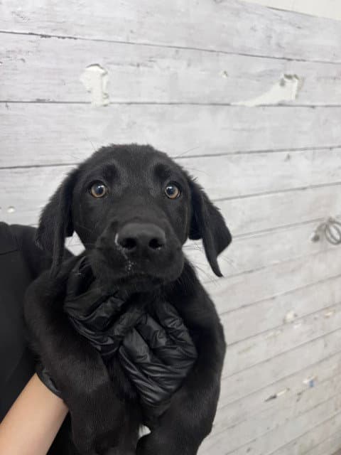 Savana - Labrador Retriever