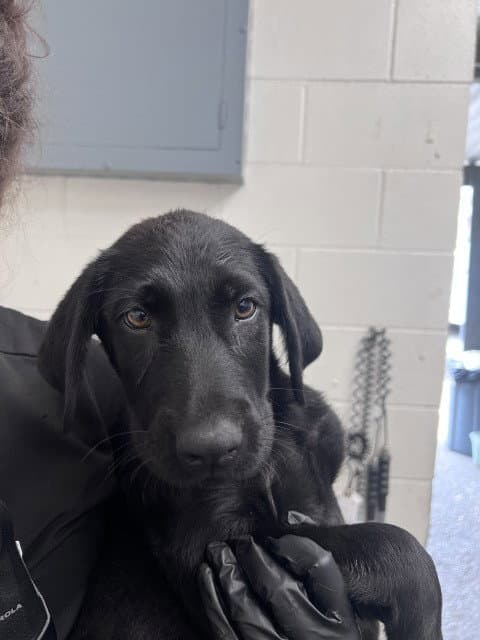 Sean - Labrador Retriever